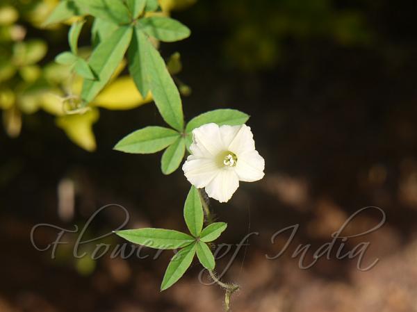 Five-Fingered Morning Glory